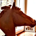 Nocleg ze śniadaniem Domaine Le Jardin Suspendu Proche Helffest Et Puy Dufou Montfaucon-Montigne